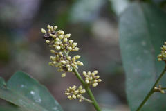 Glycosmis pentaphylla